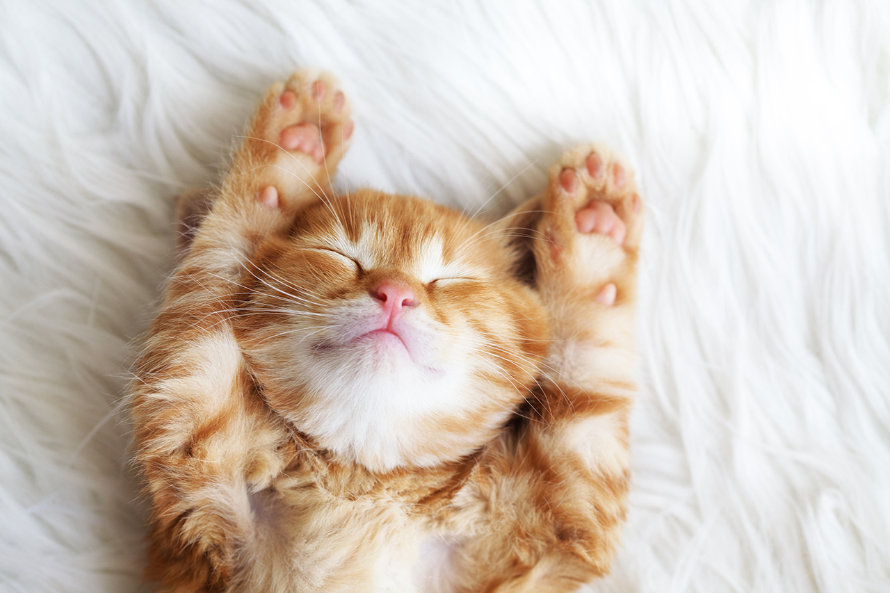 Security week 38: when user experience is cozy as a fluffy kitten